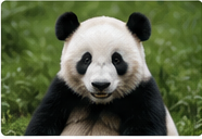 Chengdu Guide